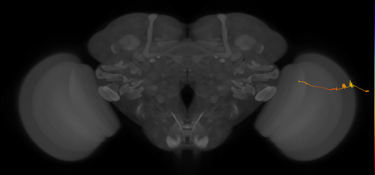 Tm3_R (MaleCNS:85743)