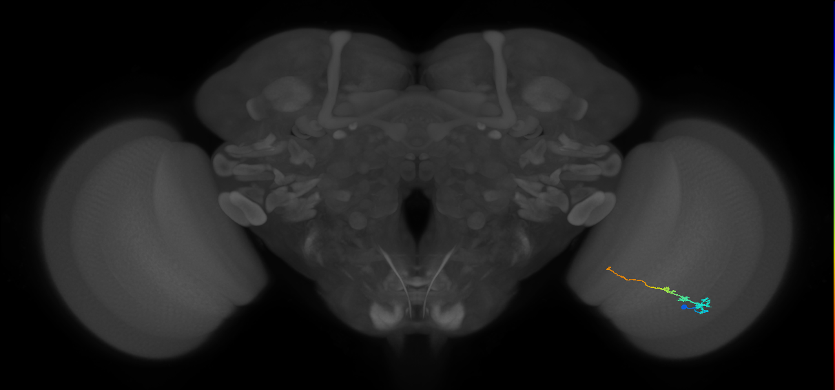 Tm3_R (MaleCNS:75852)