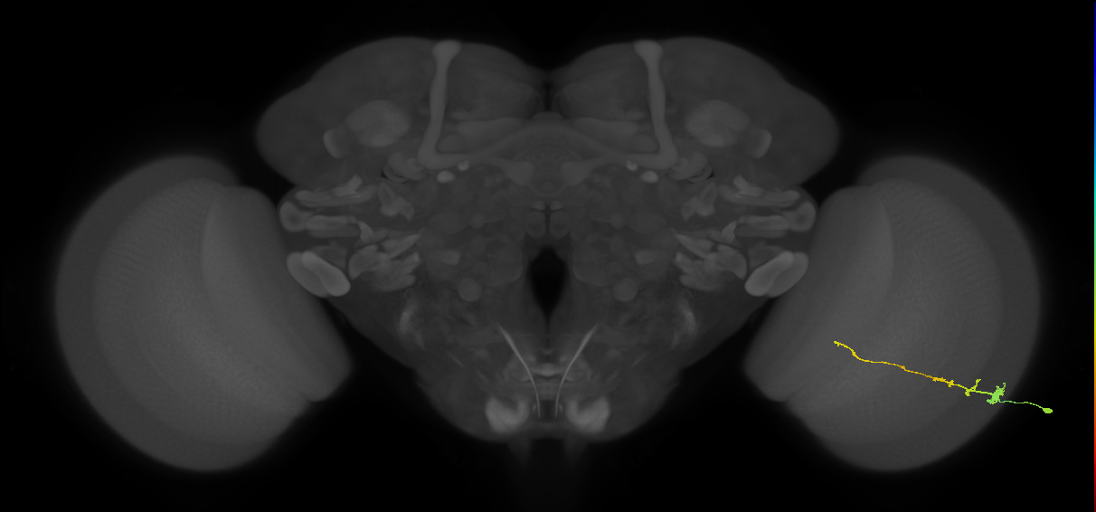 Tm3_R (MaleCNS:65925)