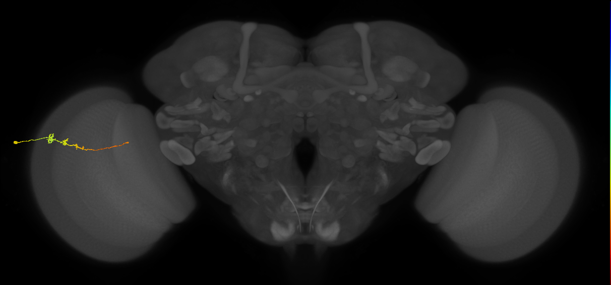 Tm3_L (MaleCNS:87859)