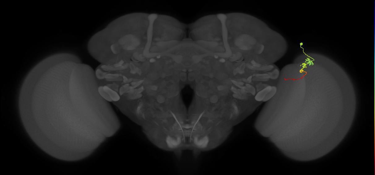 Tm3_R (MaleCNS:84116)