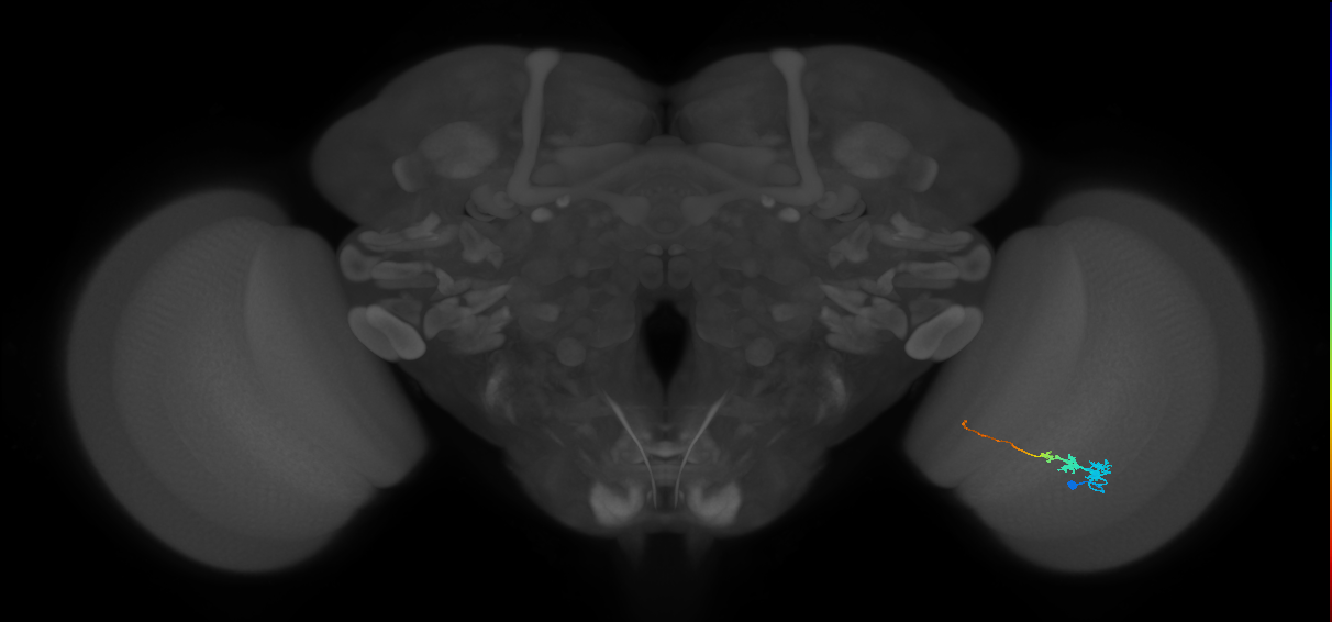 Tm3_R (MaleCNS:73412)