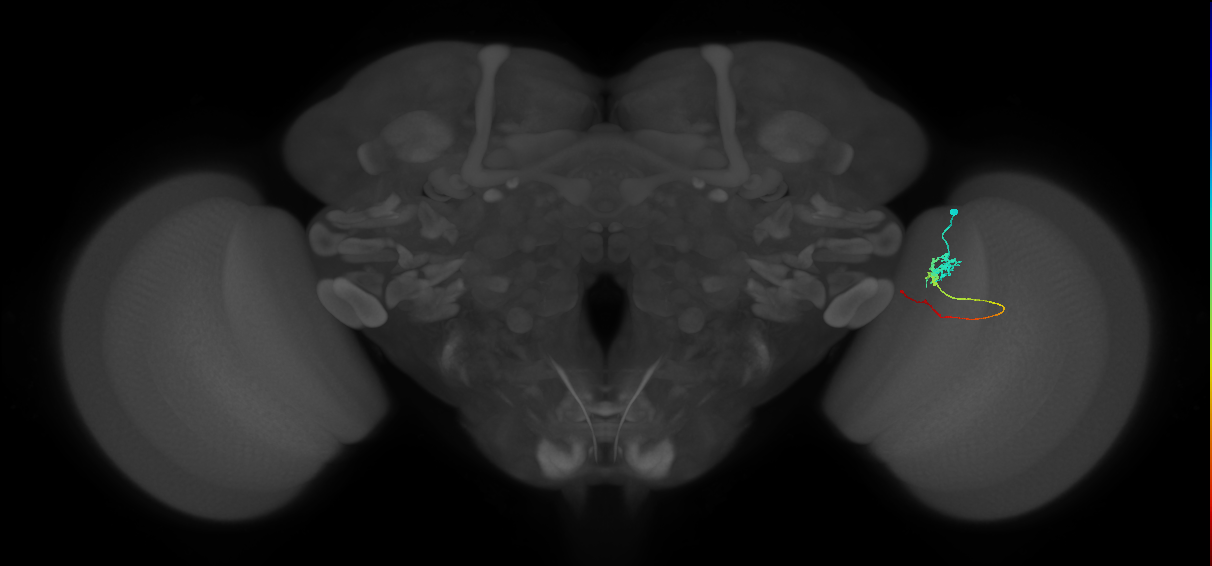 Tm3_R (MaleCNS:103001)