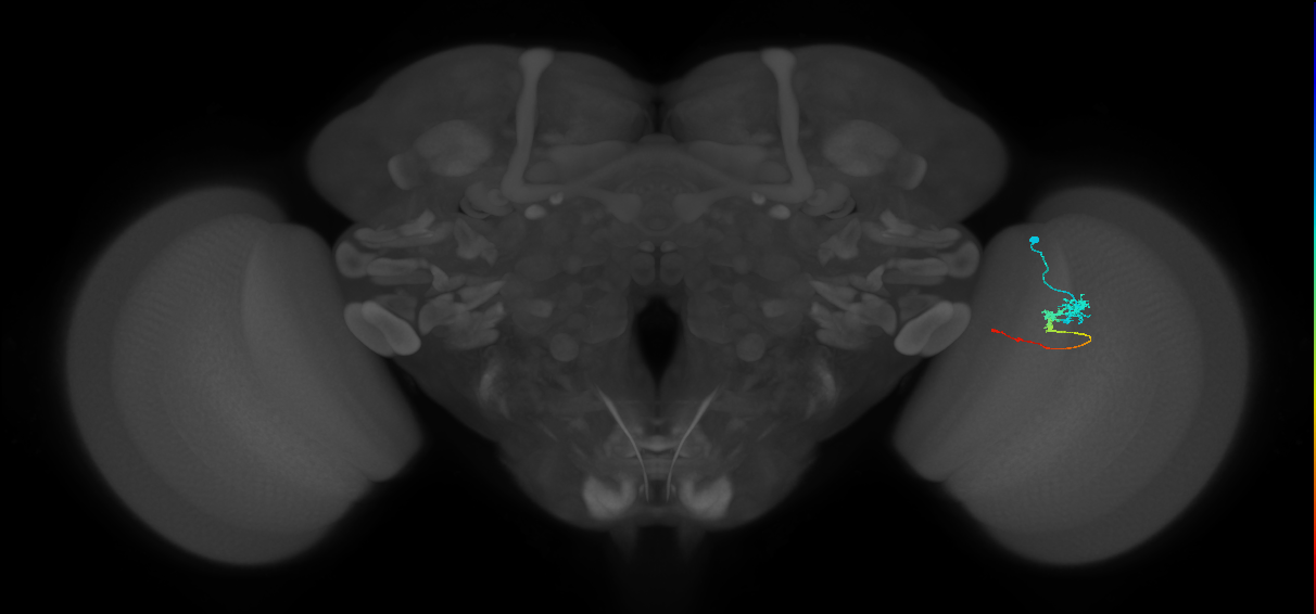 Tm3_R (MaleCNS:86793)