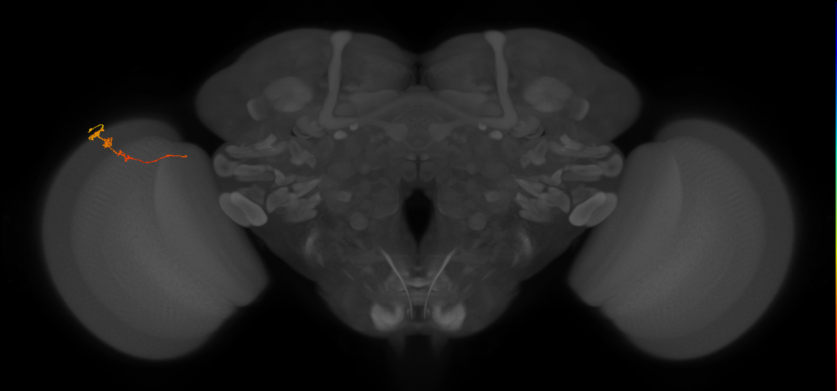 Tm3_L (MaleCNS:156234)