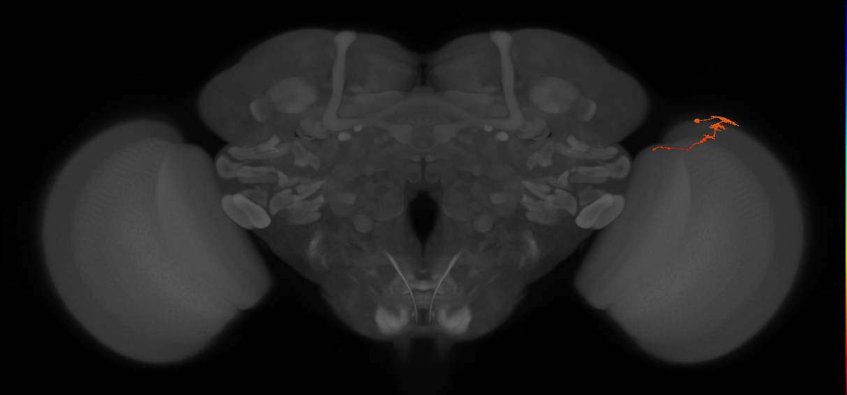 Tm3_R (MaleCNS:105329)