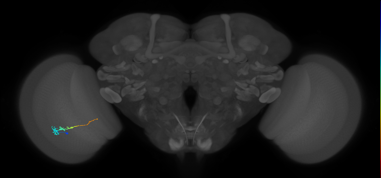 Tm3_L (MaleCNS:125954)