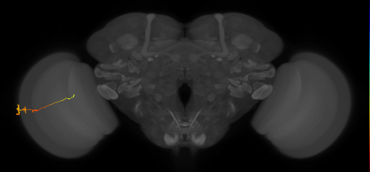 Tm3_L (MaleCNS:529219)