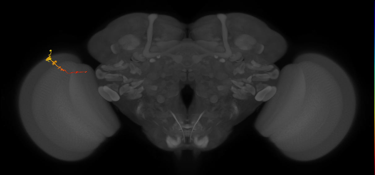 Tm3_L (MaleCNS:136598)