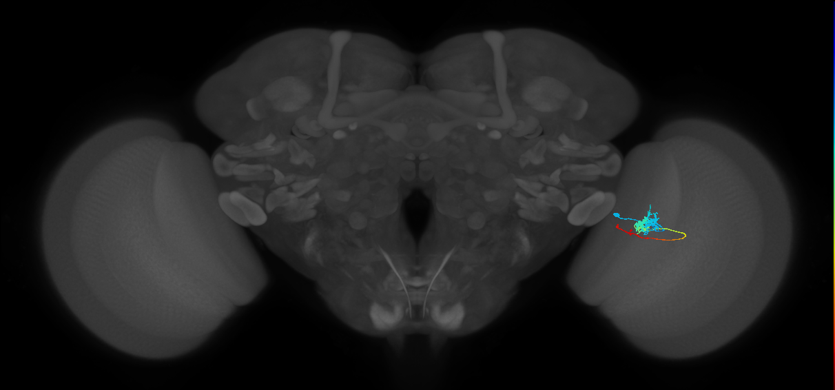 Tm3_R (MaleCNS:68649)