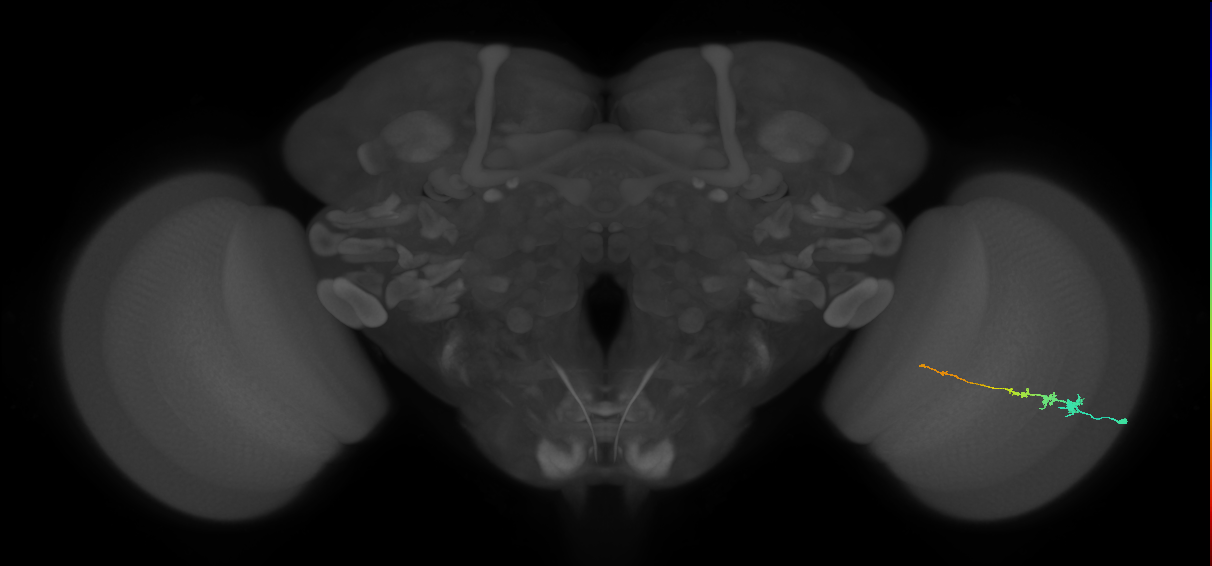 Tm3_R (MaleCNS:77138)