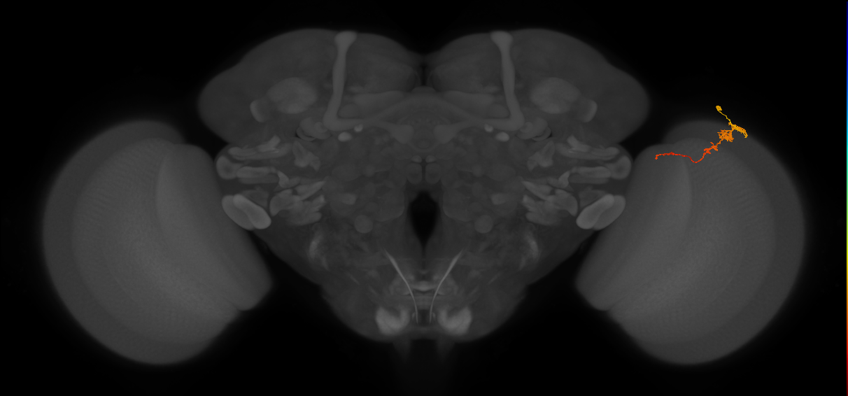 Tm3_R (MaleCNS:77183)