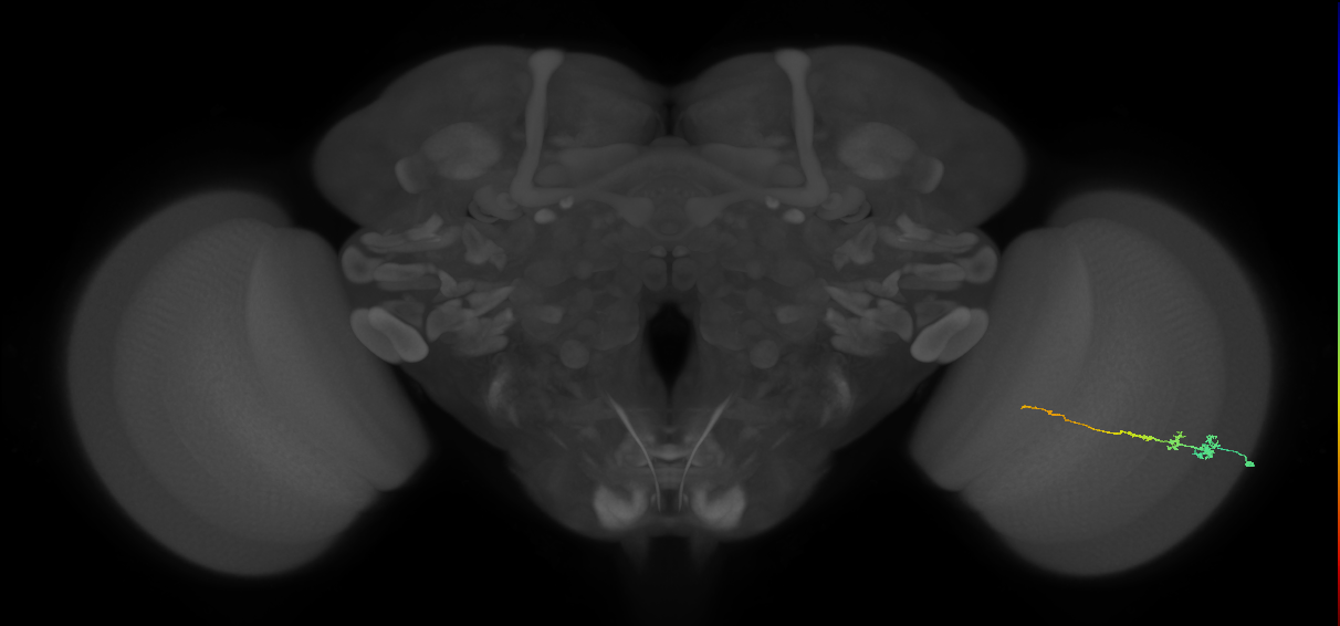 Tm3_R (MaleCNS:85730)