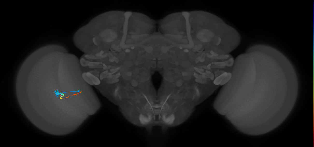 Tm3_L (MaleCNS:132894)