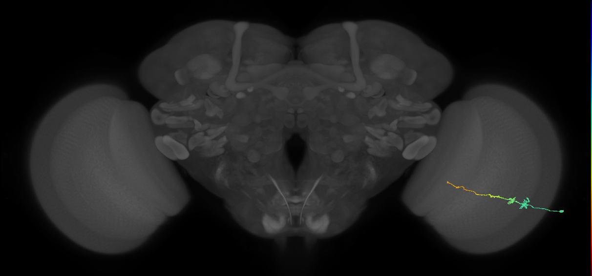 Tm3_R (MaleCNS:92027)