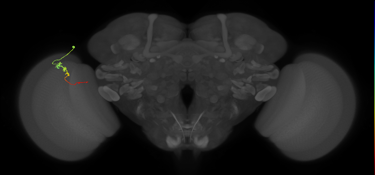 Tm3_L (MaleCNS:148085)