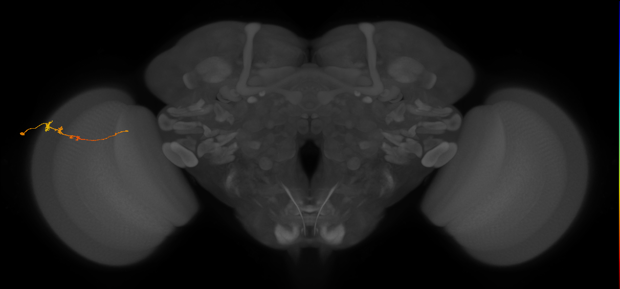 Tm3_L (MaleCNS:81946)