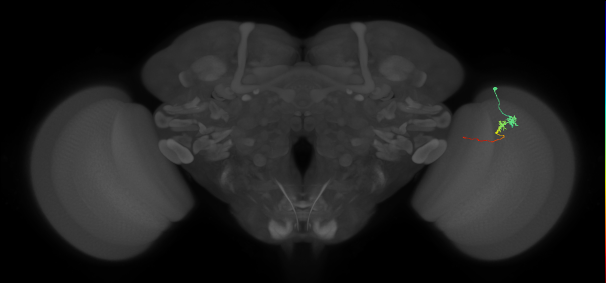 Tm3_R (MaleCNS:93350)