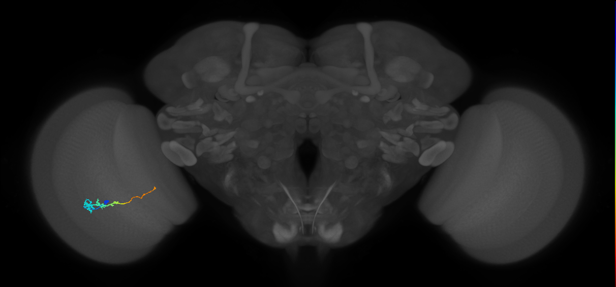 Tm3_L (MaleCNS:76027)