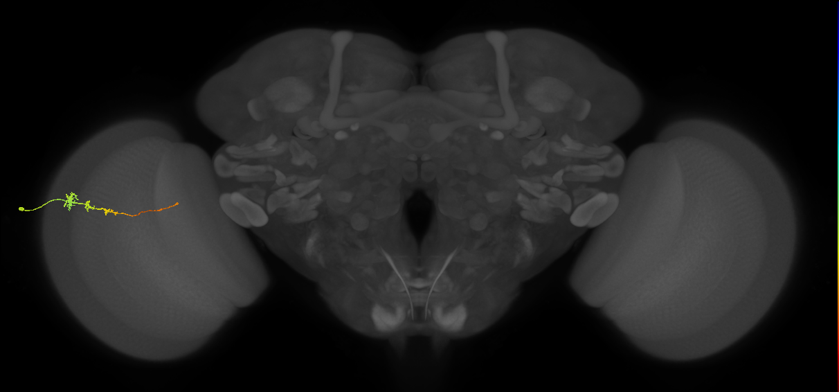 Tm3_L (MaleCNS:86337)