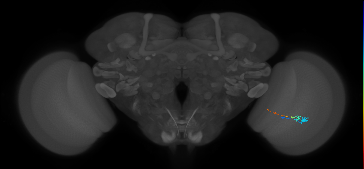 Tm3_R (MaleCNS:83507)