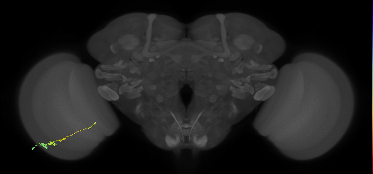 Tm3_L (MaleCNS:519643)