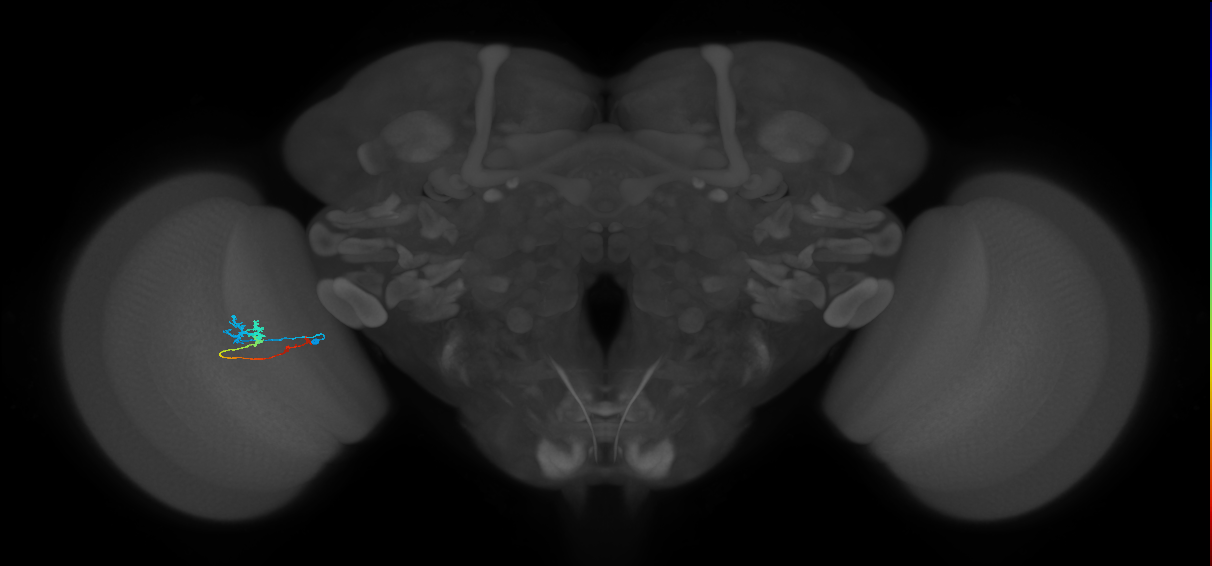 Tm3_L (MaleCNS:131169)