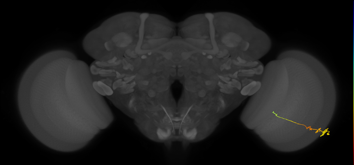 Tm3_R (MaleCNS:52968)