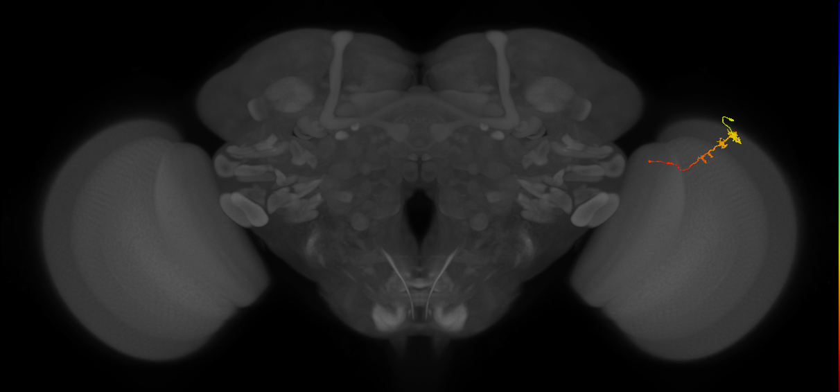 Tm3_R (MaleCNS:86333)