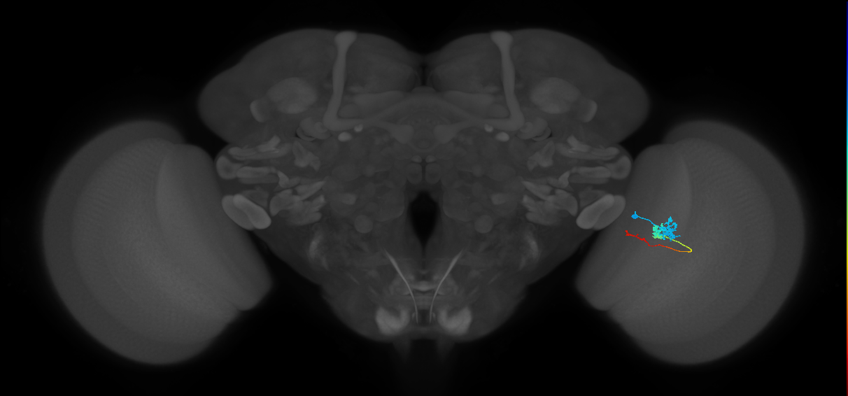 Tm3_R (MaleCNS:74442)
