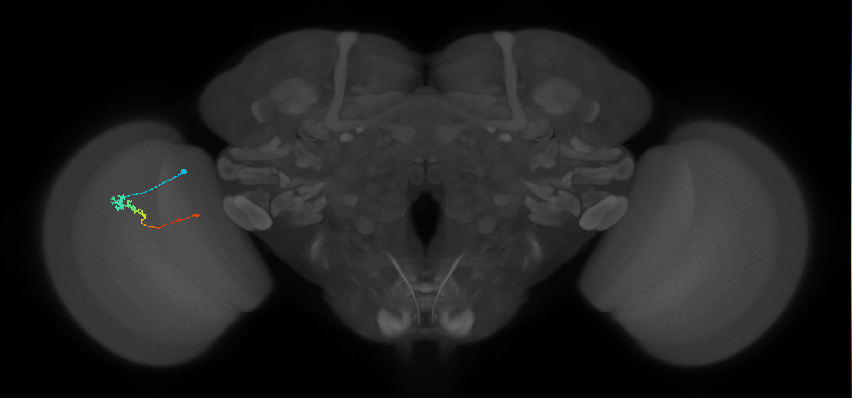 Tm3_L (MaleCNS:519117)