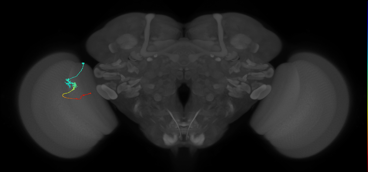 Tm3_L (MaleCNS:542050)