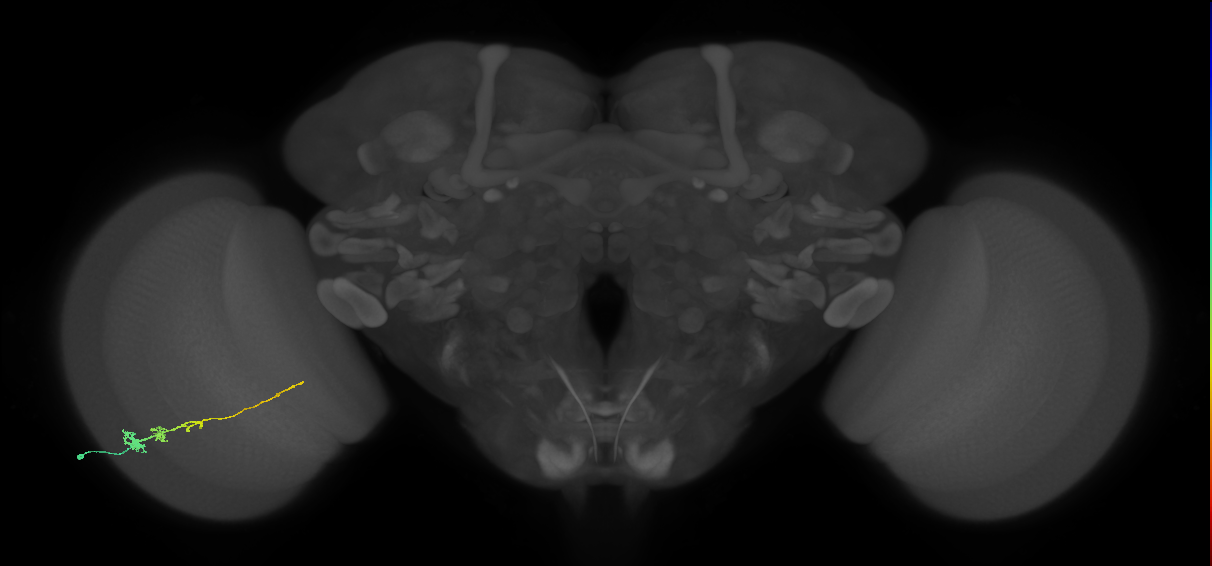 Tm3_L (MaleCNS:116103)