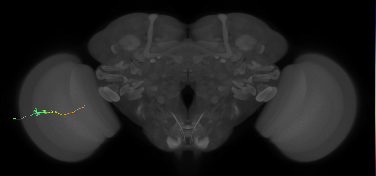 Tm3_L (MaleCNS:33629)
