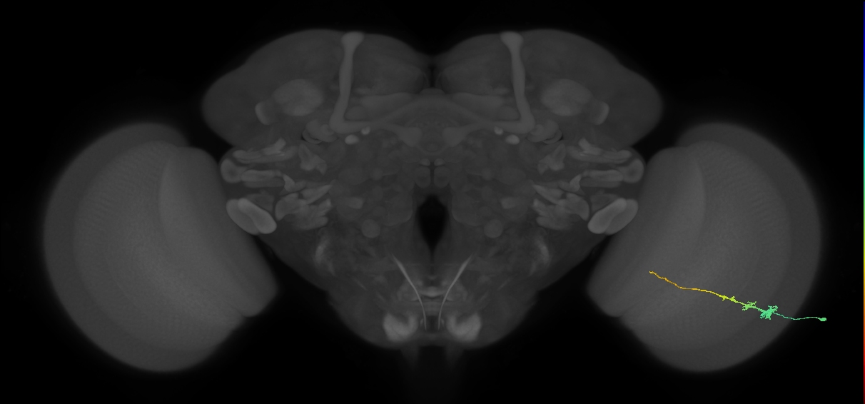 Tm3_R (MaleCNS:81950)