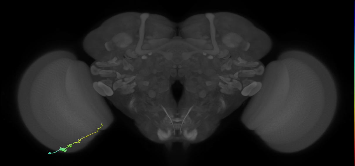 Tm3_L (MaleCNS:542850)