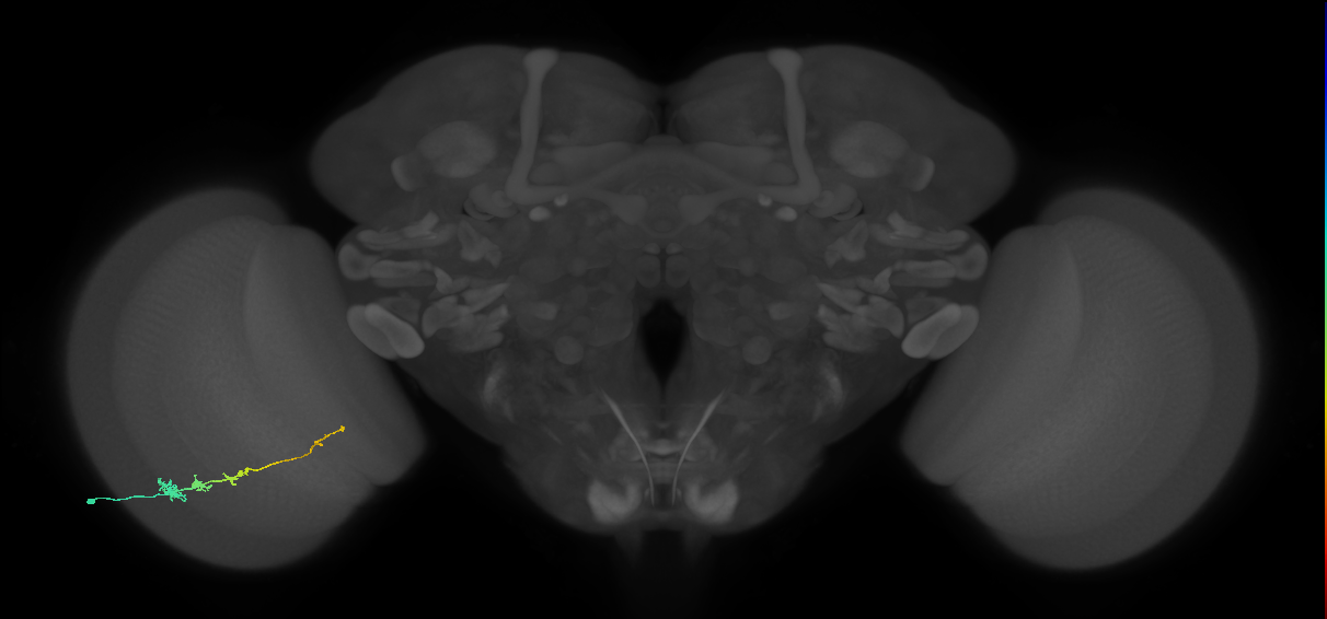 Tm3_L (MaleCNS:151747)