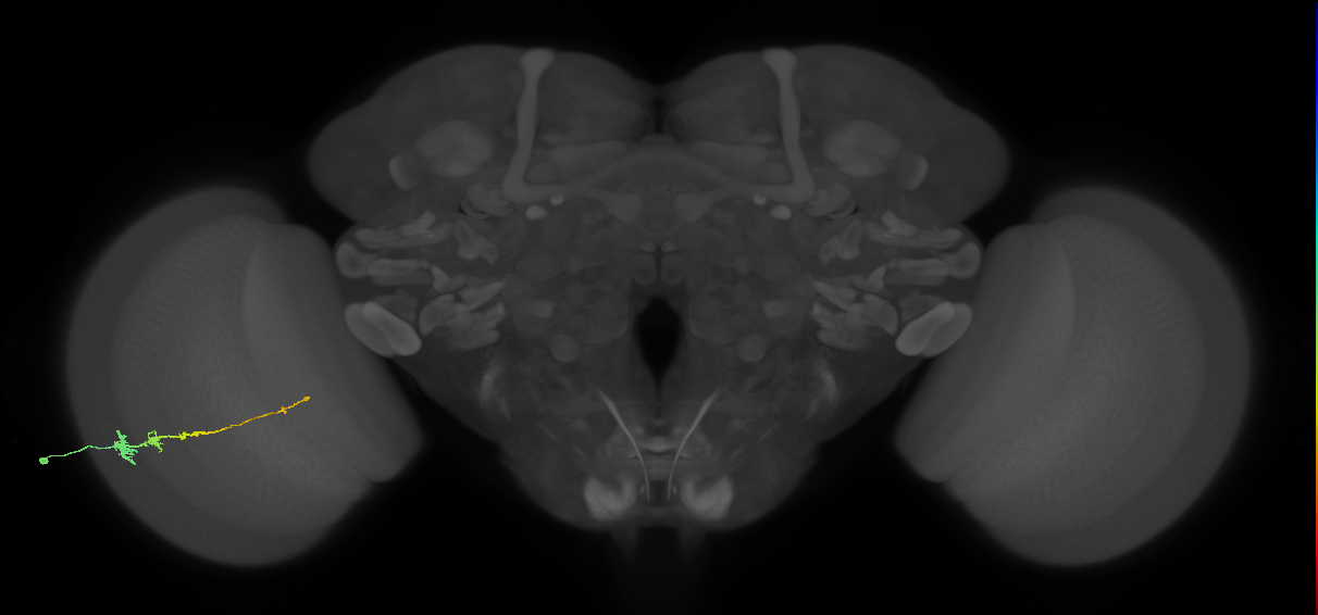 Tm3_L (MaleCNS:540239)