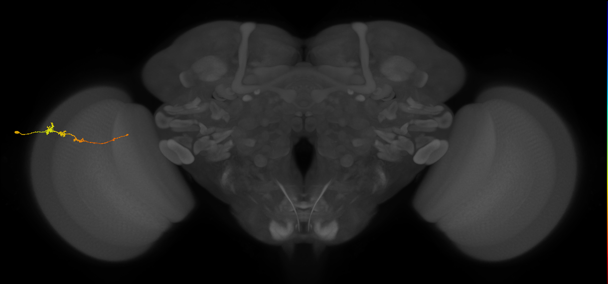 Tm3_L (MaleCNS:98551)