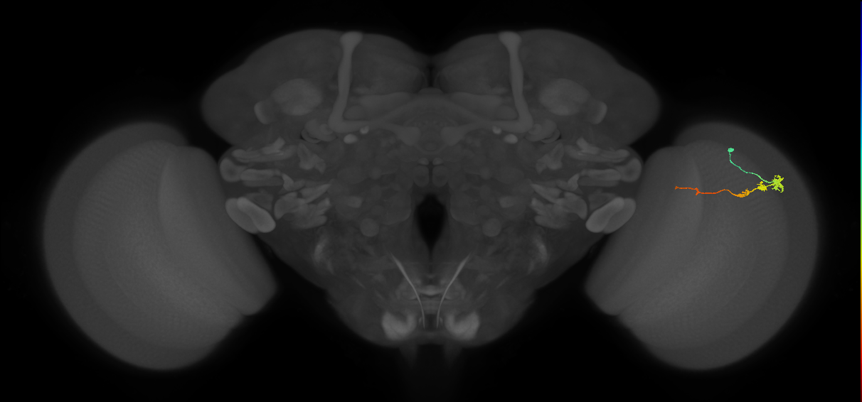 Tm3_R (MaleCNS:139625)