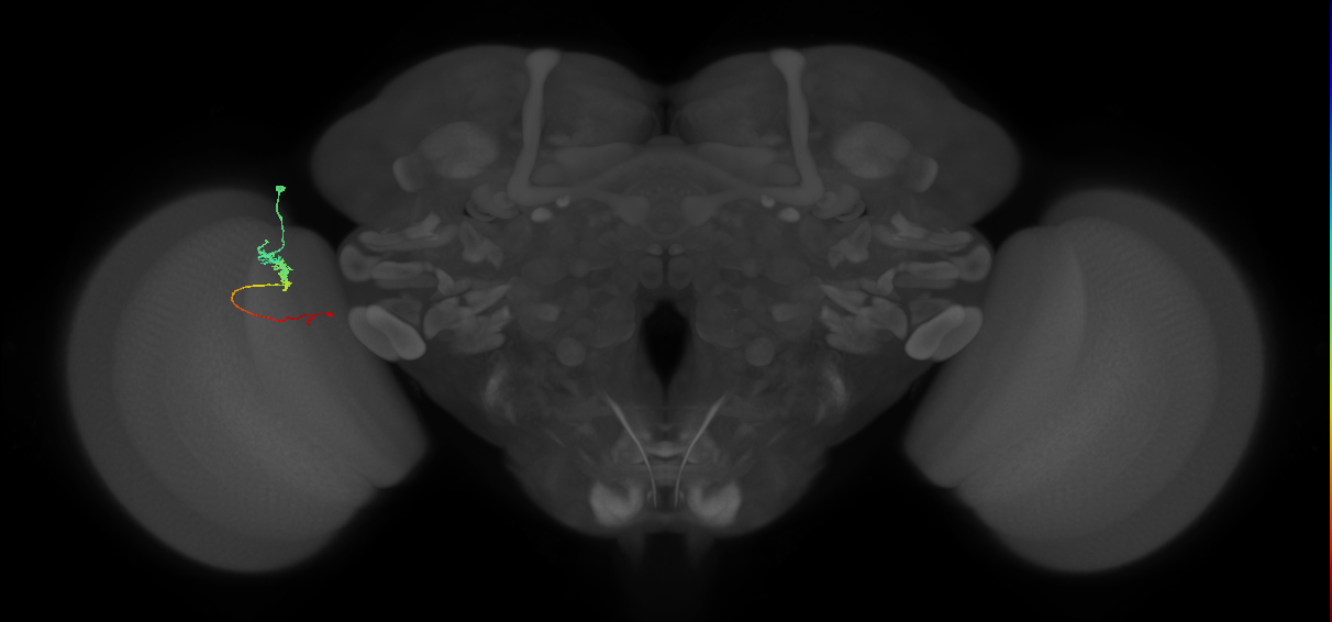 Tm3_L (MaleCNS:926189)
