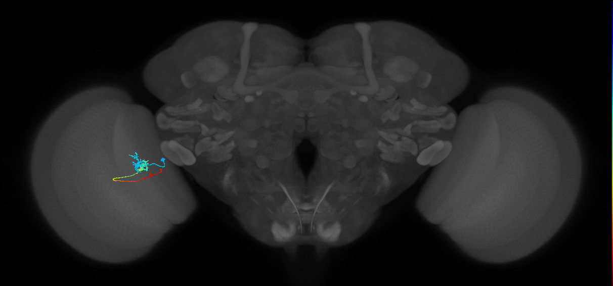 Tm3_L (MaleCNS:55190)