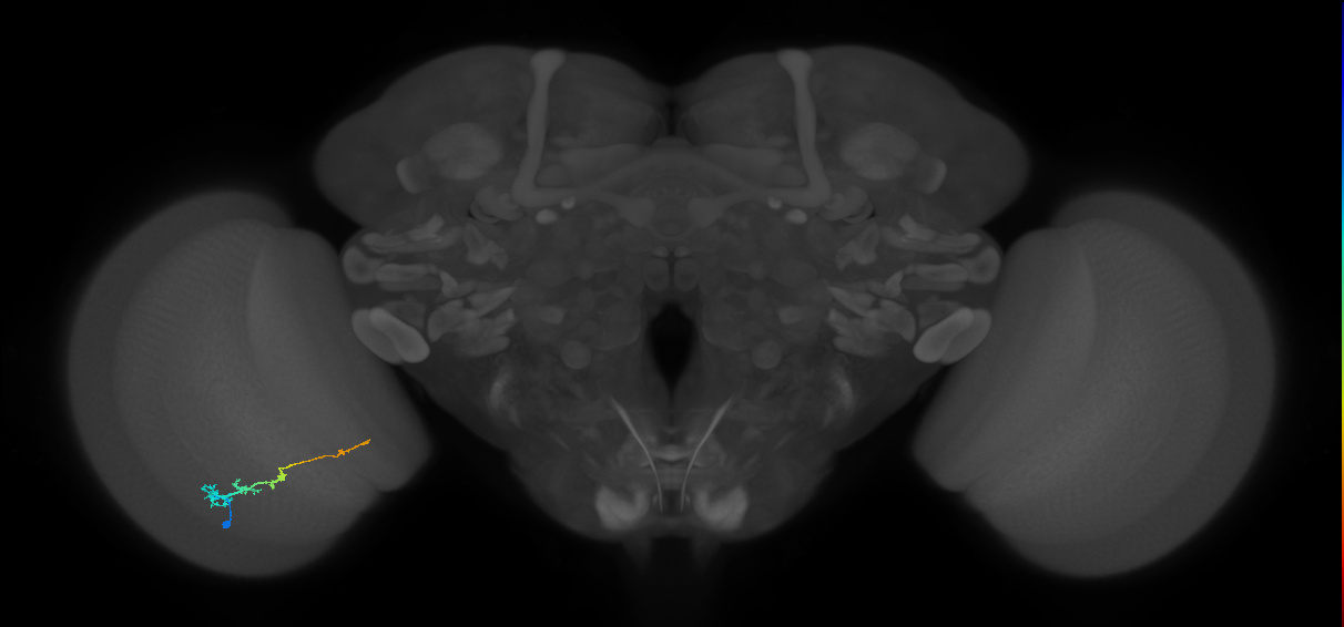 Tm3_L (MaleCNS:125035)