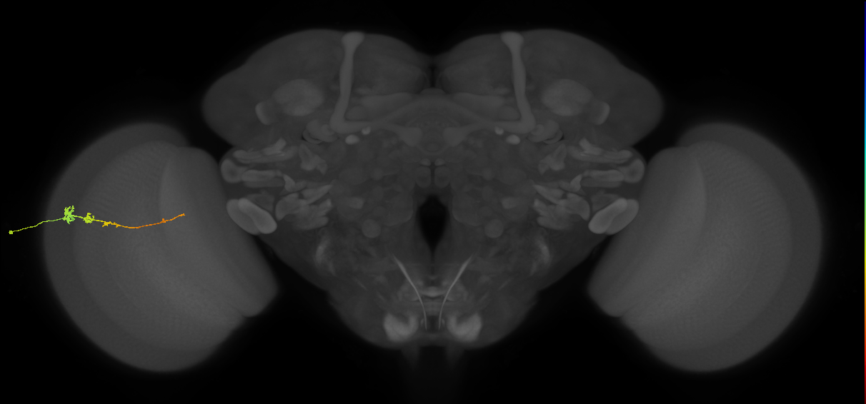Tm3_L (MaleCNS:537992)