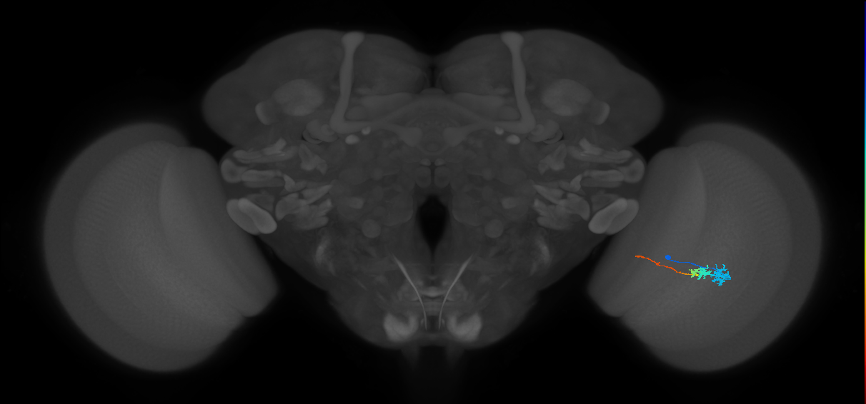 Tm3_R (MaleCNS:67152)