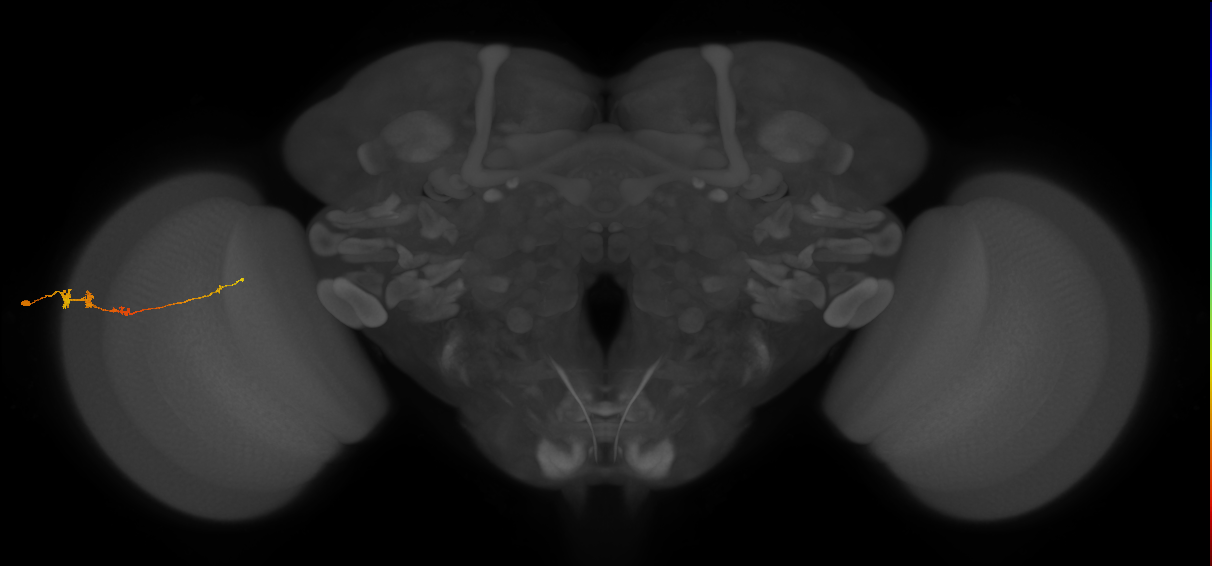 Tm3_L (MaleCNS:529721)