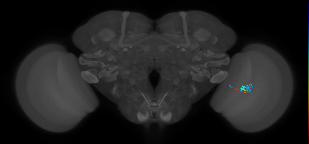 Tm3_R (MaleCNS:70632)