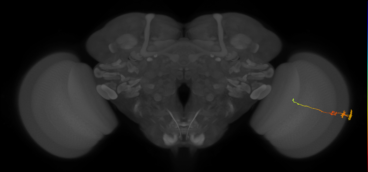 Tm3_R (MaleCNS:546871)