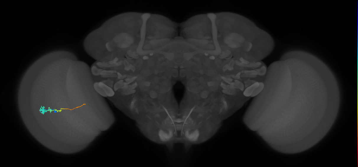 Tm3_L (MaleCNS:72271)