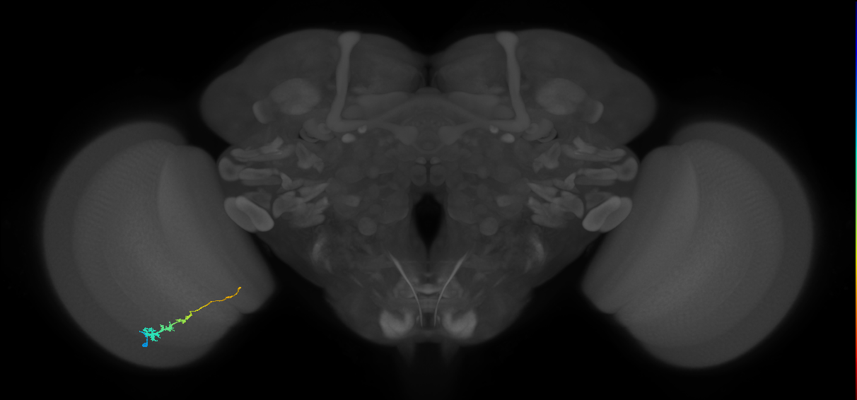Tm3_L (MaleCNS:118066)